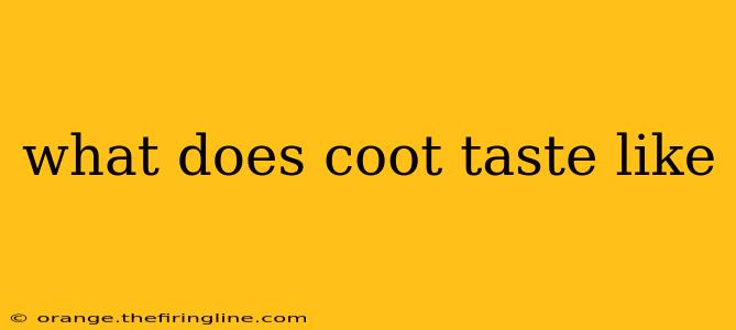 what does coot taste like