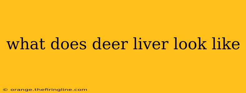 what does deer liver look like