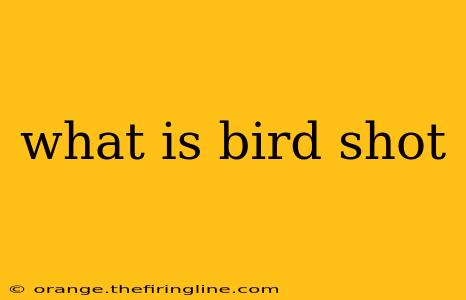 what is bird shot