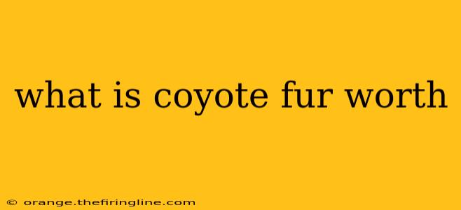 what is coyote fur worth