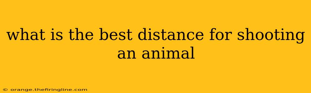 what is the best distance for shooting an animal