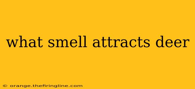 what smell attracts deer