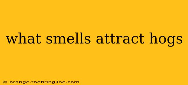 what smells attract hogs