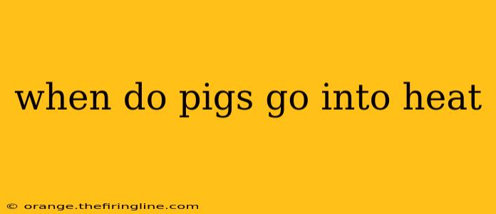 when do pigs go into heat