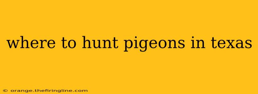 where to hunt pigeons in texas