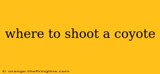 where to shoot a coyote