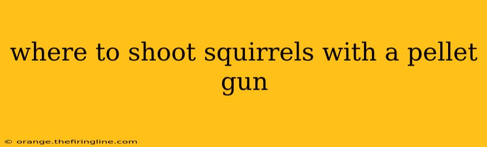 where to shoot squirrels with a pellet gun