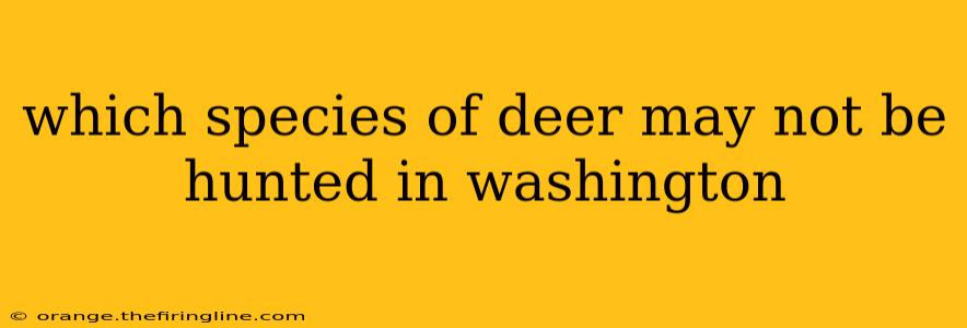 which species of deer may not be hunted in washington