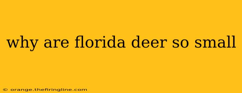 why are florida deer so small