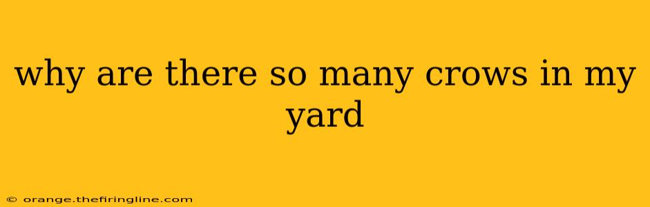 why are there so many crows in my yard