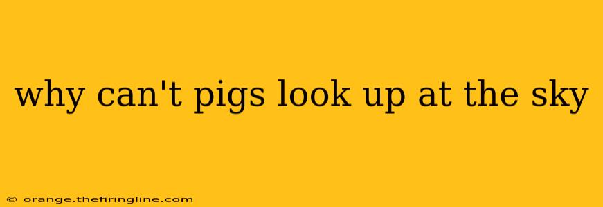 why can't pigs look up at the sky