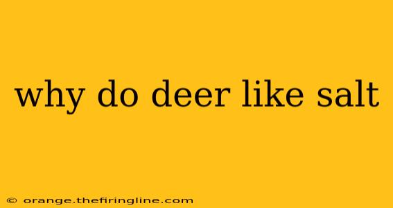 why do deer like salt