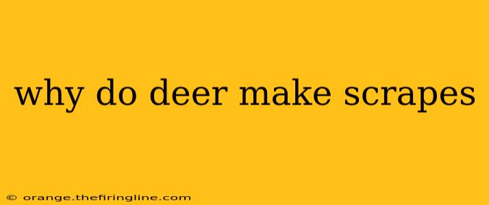 why do deer make scrapes