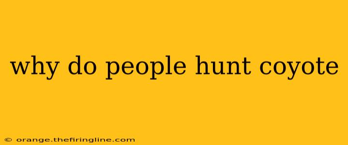 why do people hunt coyote