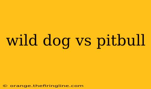 wild dog vs pitbull