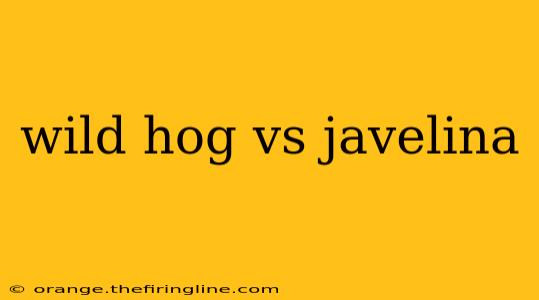 wild hog vs javelina