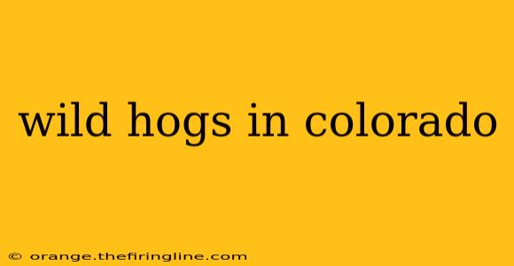 wild hogs in colorado