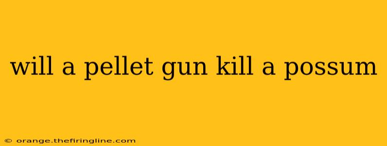 will a pellet gun kill a possum