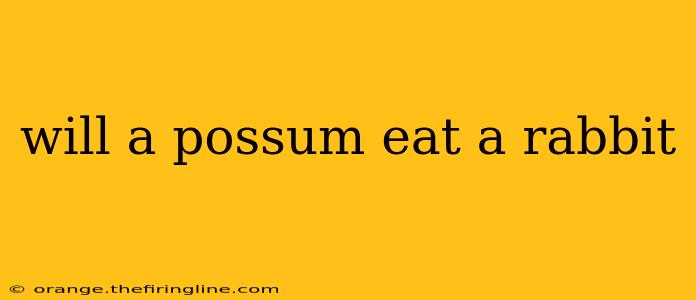 will a possum eat a rabbit