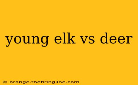 young elk vs deer